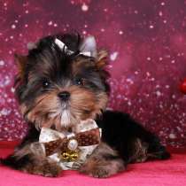 Девочка Йоркширского терьера, мелкий стандарт, в Москве