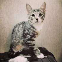 Аккуратный полосатый котенок, в Санкт-Петербурге