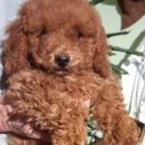 Пудель миниатюра. Red, в г.Aerzen