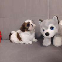 Ши - тцу, в г.Gersdorf