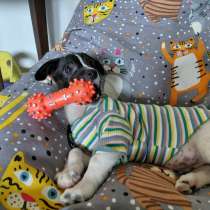 Маленький хорошенький белый щенок, в Санкт-Петербурге