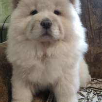 Чау - чау, в г.Франкфурт-на-Майне