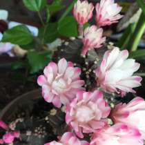 Радужный эхинокактус. Гимнокалициум Бальда, в г.Талдыкорган