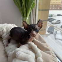 Kittens elf Bambino dwarf, в г.Вьенна