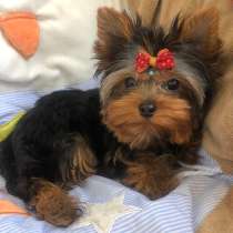 Yorkshire terrier. Boy, в г.Aasbuttel
