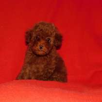 Той пудель. Red brown, в г.Aach