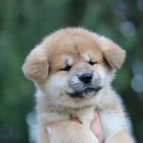 Акита ину от Чемпионов, в г.Вильнюс