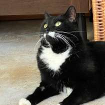 Джентльмен в бабочке, в Санкт-Петербурге