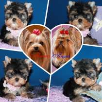 Щенки Йоркширского терьера. Маленькая девочка, в Москве