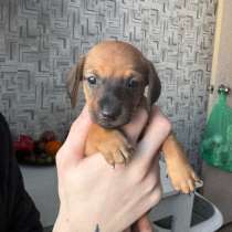 Щенки таксы, в Самаре