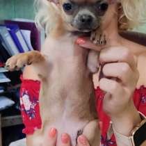 Chihuahua. Red sable. Mini girl, в г.Бремен