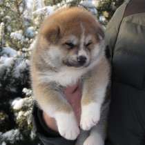 Супер щенок акита -ину, в Краснодаре