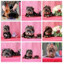 Щеки Йоркширского терьера. Девочка супер мини, в Москве