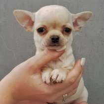 Чихуахуа. Cream, в г.Бремен