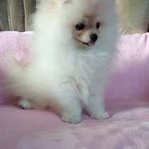 Померанский шпиц. Мини, мелкий стандарт, в г.Mittelbach