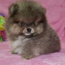 Померанский шпиц, в г.Neuberg