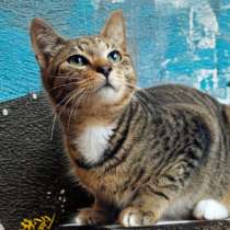 Прекрасный полосатый кот, в Санкт-Петербурге