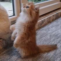 British longhair Ny11 female, в г.Стамбул