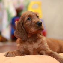 Щенки Ирландского сеттер питомник, в г.Таллин