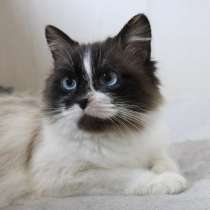 Красивая нежная кошечка, в Санкт-Петербурге