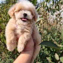 Мальтипу F - 1. Микро мини, в г.Валансе