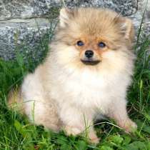 Померанский шпиц, в г.Hagen