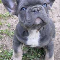 Французский бульдог. Blue tan, в г.Гросенхайн