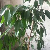 Фикус бенджамина, в Щербинке