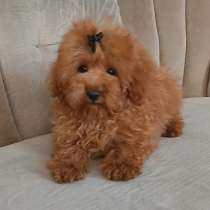 Poodle teacup. Red boy, в г.Берлин