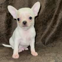 Chihuahua. Boy, в г.Мюнхен