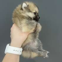 Мини шпиц, в г.Гамбург