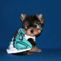 Небольшой мальчик Йоркширского терьера, в Москве