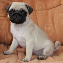 Мопс, в г.Кёльн