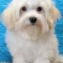 Мальтийская болонка, в г.Гамбург