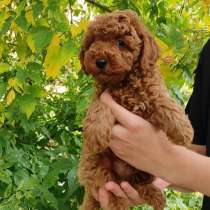 Пудель. Red, в г.Гамбург