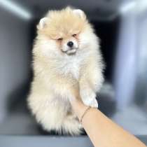 Чистокровный щенок шпица, в г.Берлин