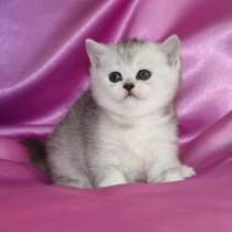 Котята серебристые шиншиллы, в Москве