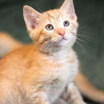 Маленькие рыжие котята ищут дом, в Санкт-Петербурге