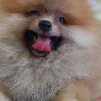 Померанский шпиц. Мини, в г.Bohlen