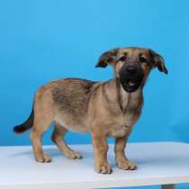 Щенок-коротколапик, в Санкт-Петербурге