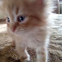 Отдам котят в добрые руки, в г.Обухов