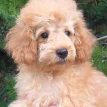 Пудель. Apricot, в г.Анталия