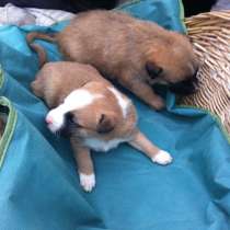 Ищут дом маленькие щенки, в Кемерове