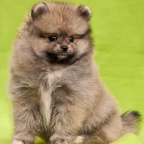 Померанский шпиц, в г.Agathenburg