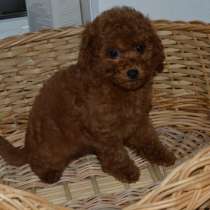 Той пудель. Red brown, в г.Берлин