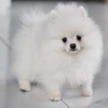 Померанский шпиц. Мини, в г.Кранихфельд