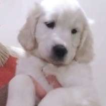 Golden retriever. Girl, в г.Brebel