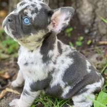 Французский бульдог. Голубоглазый, в г.Берлин