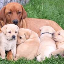 Щенки разных пород, в г.Люксембург