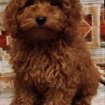 Toy poodle. Red brown. Boy's, в г.Гросбрайтенбах